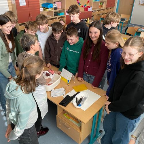 Sezieren eines Schweineherzens im BU Unterricht