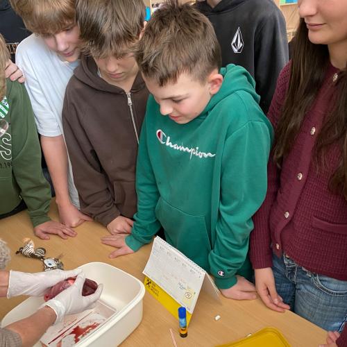 Sezieren eines Schweineherzens im BU Unterricht