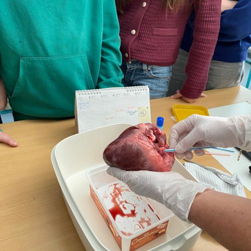 Sezieren eines Schweineherzens im BU Unterricht