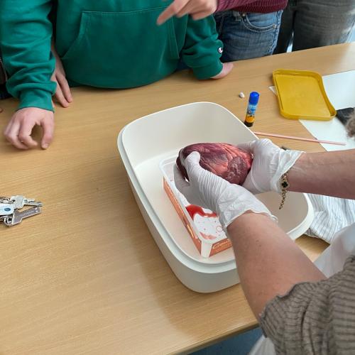 Sezieren eines Schweineherzens im BU Unterricht