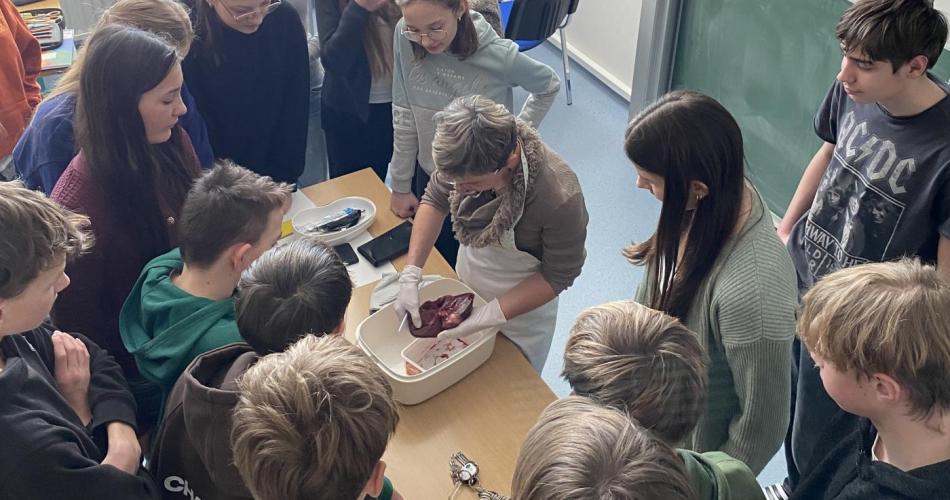 Im Rahmen des Biologieunterrichts wird in der 4. Klasse ein Herz seziert.